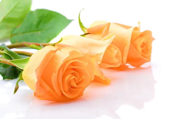 Tři snášky oranžové růže — Stock fotografie