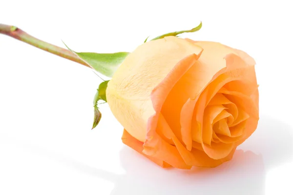 Jeden pomarańczowy kwiat róży zbliżenie — Zdjęcie stockowe