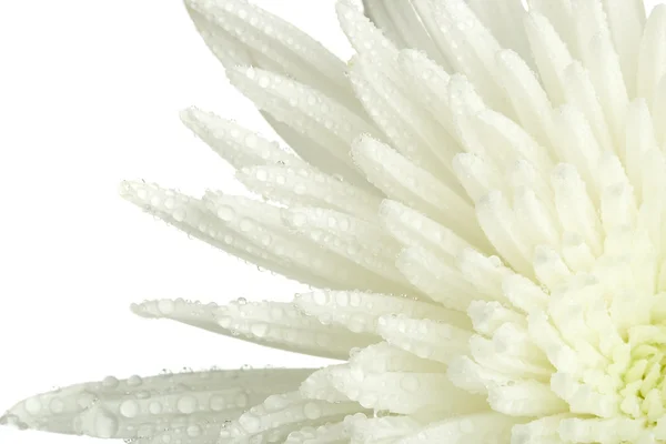 Närbild chrysanthemum bud — Stock fotografie