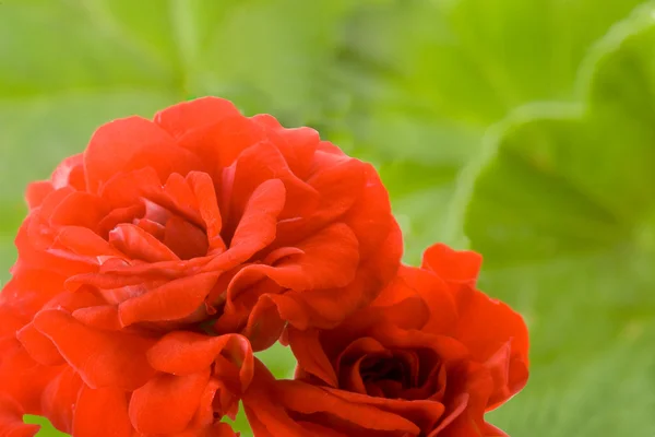Flores de geranio rojo — Foto de Stock