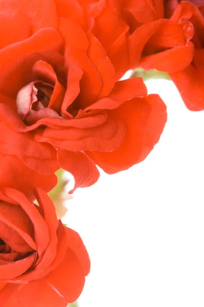 Röda dekorativa geranium — Stockfoto