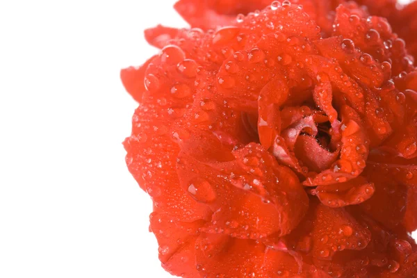 Makro feuchte rote Geranienblüte — Stockfoto