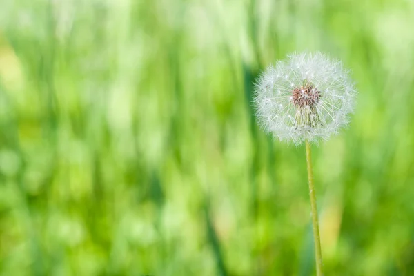 Dandelion dengan latar belakang hijau — Stok Foto
