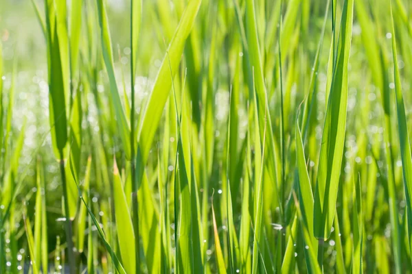 stock image Green grass background