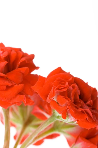 Red geranium buds — Stock Photo, Image