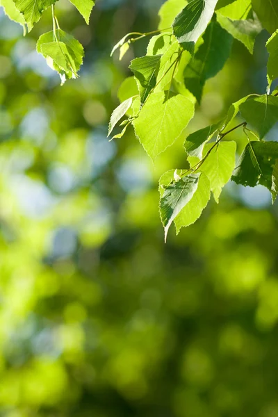 緑の自然背景 — ストック写真