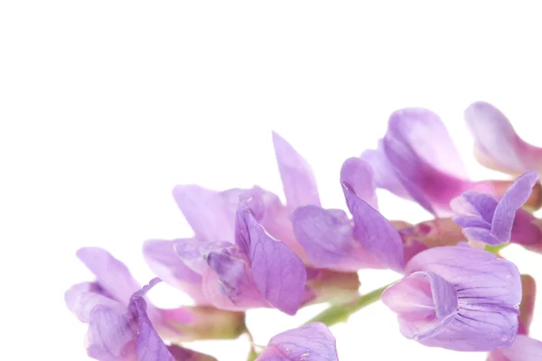 Όμορφο λουλούδι βιολετί — Φωτογραφία Αρχείου