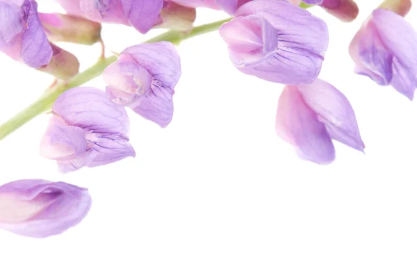 Kwiat makro fiołek — Zdjęcie stockowe