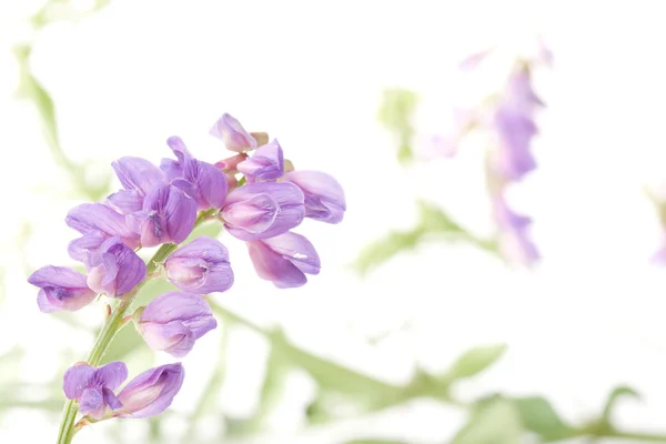Flores macro volet — Fotografia de Stock