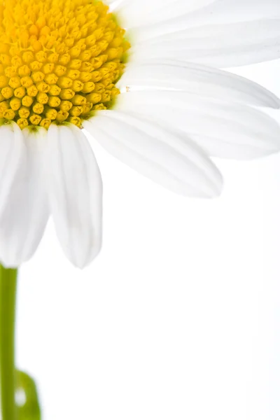 Closeup macro daisy — Stock Photo, Image