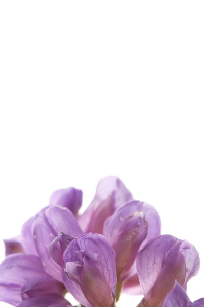 Gyönyörű makró lila virágok — Stock Fotó