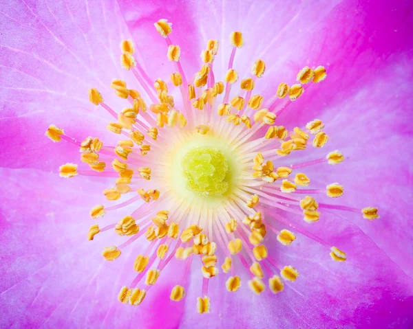 Closeup makro dogrose květ — Stock fotografie