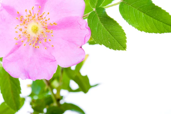Dogrose flower with copy space — Stock Photo, Image