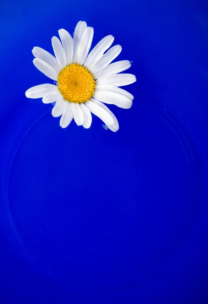 Gänseblümchen auf dem blauen Teller — Stockfoto