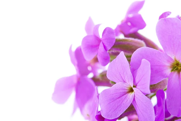 Bukiet kwiaty fioletowe — Zdjęcie stockowe