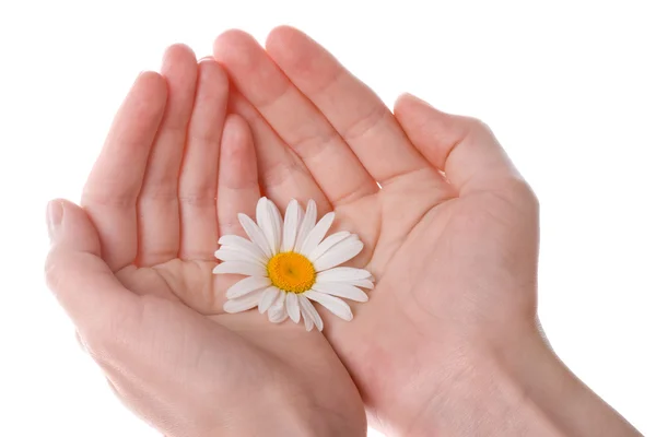 Iki kadın bir papatya çiçek tutan eller — Stok fotoğraf