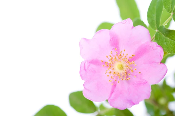 Dogrose 花 — 图库照片