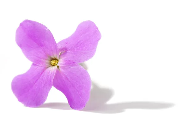 Pojedynczy kwiat voilet — Zdjęcie stockowe