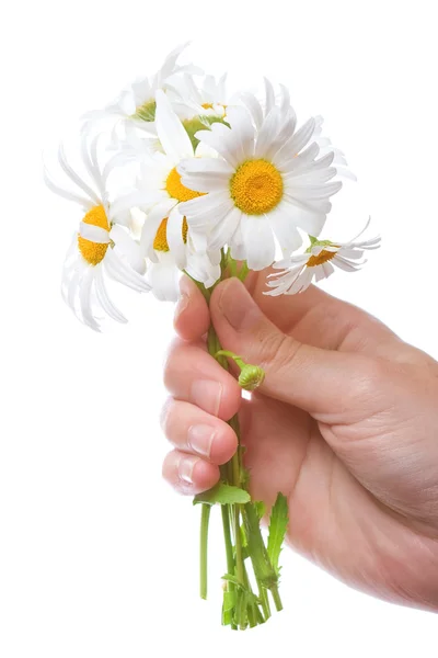 雏菊妇女手中的花束 — 图库照片