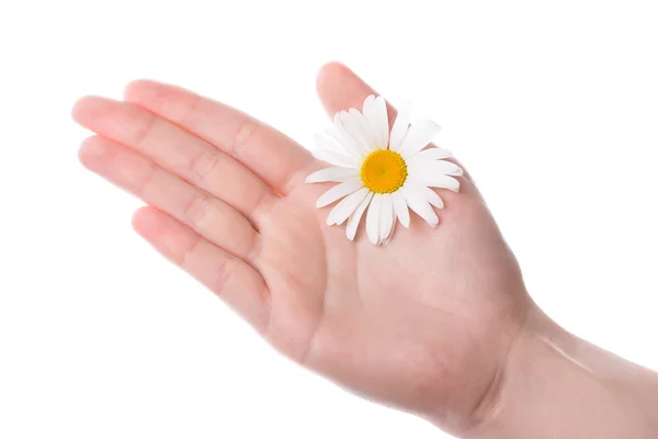 Una mano de mujer sosteniendo la flor de margarita —  Fotos de Stock