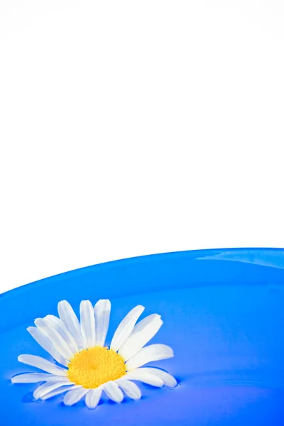 Fehér daisy a tányéron — Stock Fotó