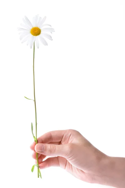 Jedna ruka ženy heřmánkový květ — Stock fotografie