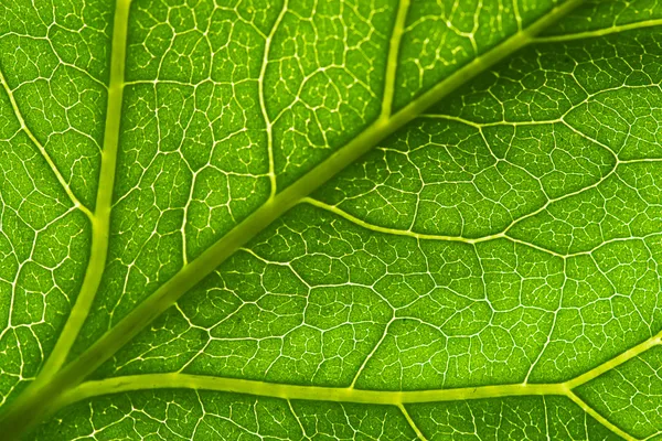 stock image Macro green leaf vein