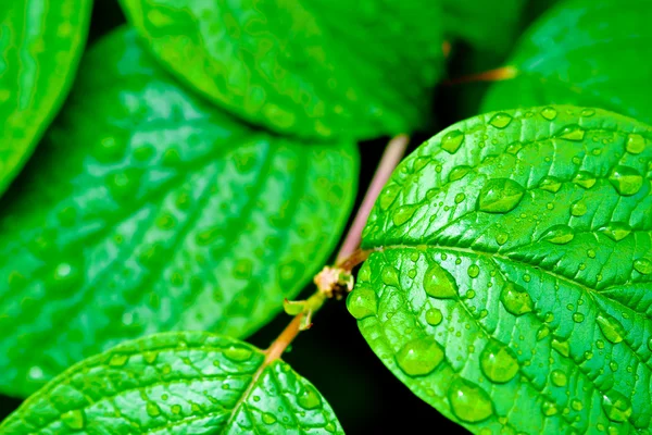 Green bright leaves with rain drops nature backgrounds — Stock Photo, Image