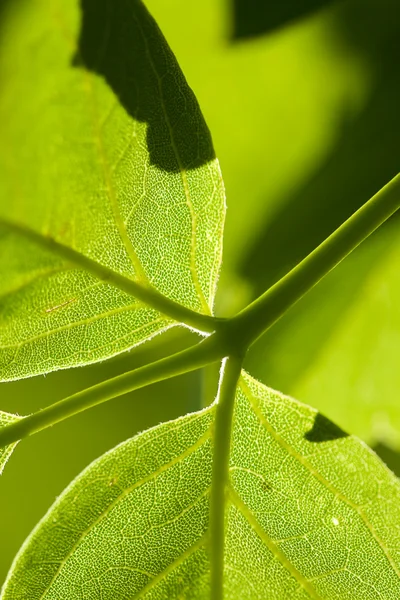 Macro green leaf background — Stock Photo, Image