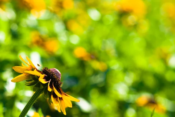 stock image One yellow flower background