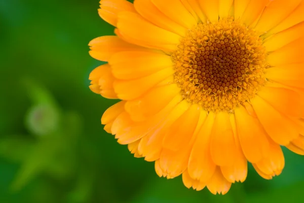 Orange closeup marigold flower — Stock Photo, Image