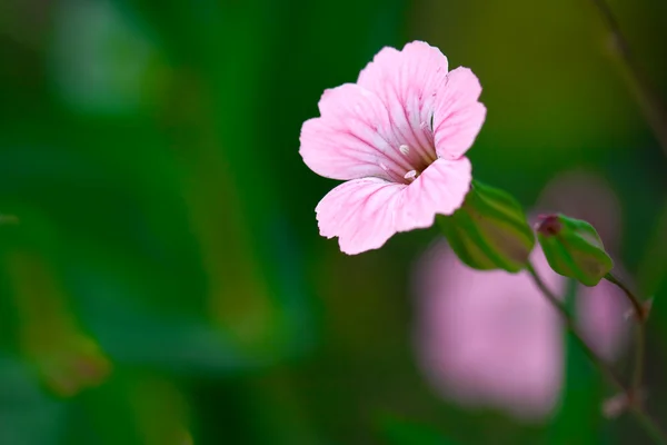 盛开美丽的粉红色花 — 图库照片