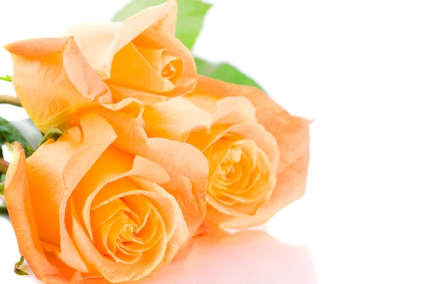 Tři oranžové růže — Stock fotografie