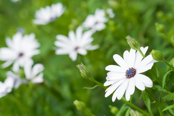 Flores blancas naturaleza fondo —  Fotos de Stock