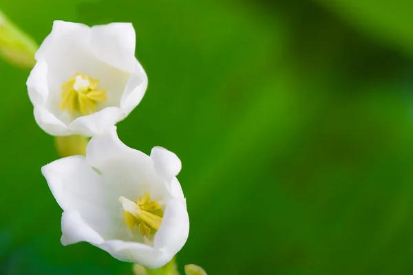 Макро квіти лілія долини — стокове фото