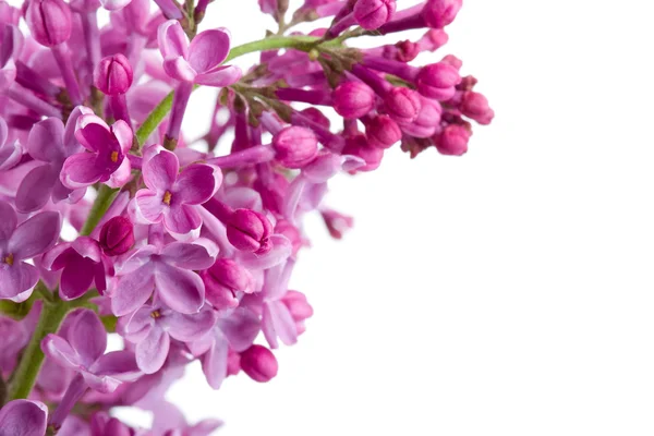 Violett lila gren på vit — Stockfoto