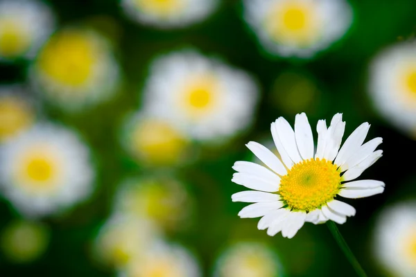 Margarida macro florescente branca — Fotografia de Stock
