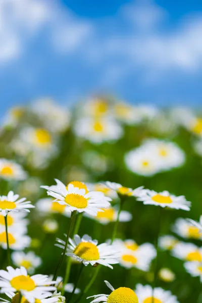 Meadow with white daisies — Stock Photo, Image
