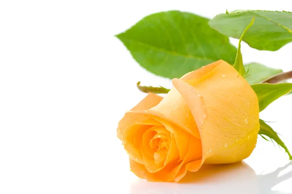 Jedna oranžová růže — Stock fotografie