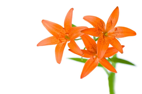 Tři květiny oranžové lilie — Stock fotografie