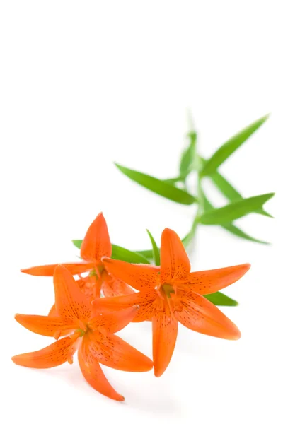 Branch with three lily flowers — Stock Photo, Image