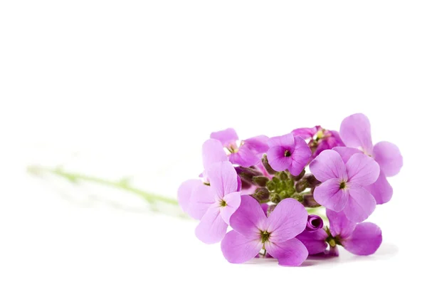 Boeket van violette bloemen op wit — Stockfoto