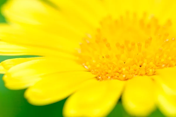 Žlutá makro květina — Stock fotografie