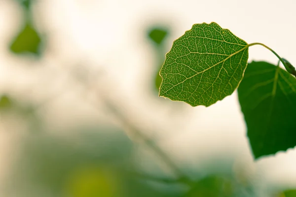 Two green leaves — Stock Photo, Image