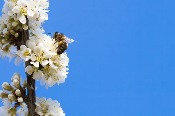 Pszczoła siedzi na jabłoni — Zdjęcie stockowe