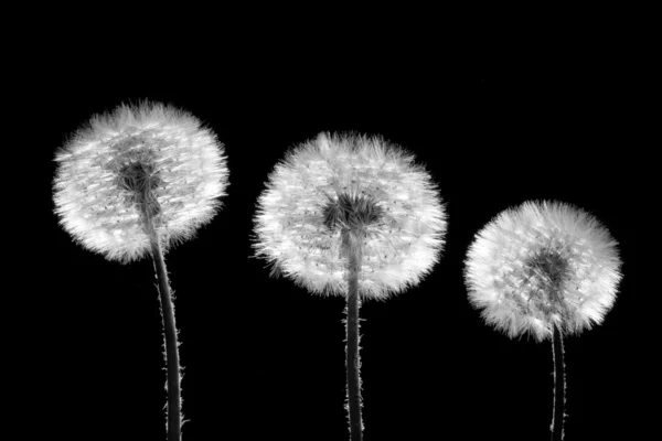 Three dandelions on black — Stock Photo, Image