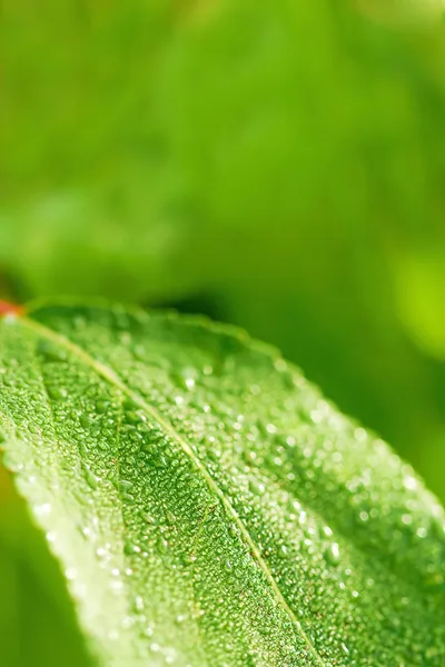 Zelená listová mokré pozadí — Stock fotografie