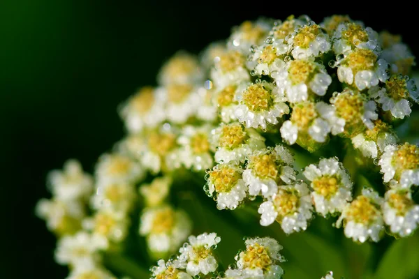 stock image White wet flowers natural background