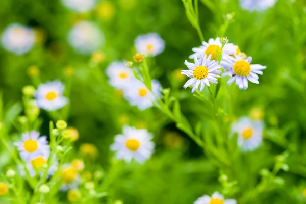 Mor çiçekler doğal arka plan — Stok fotoğraf