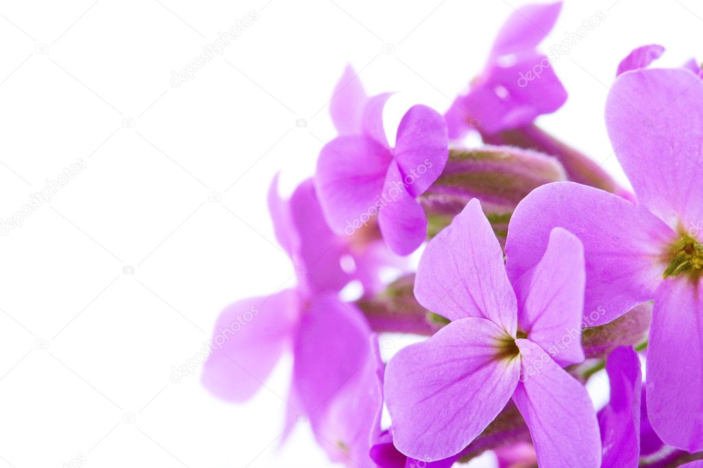 Bouquet of violet flowers